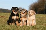 BERGER AUSTRALIEN PUPPIES 746